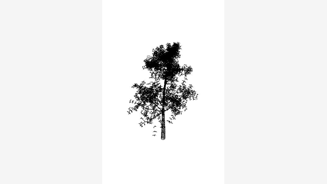 Tree3d DWG – Modelo 3D de Árvore para CAD